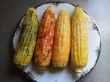 Roasted corn on the cob
